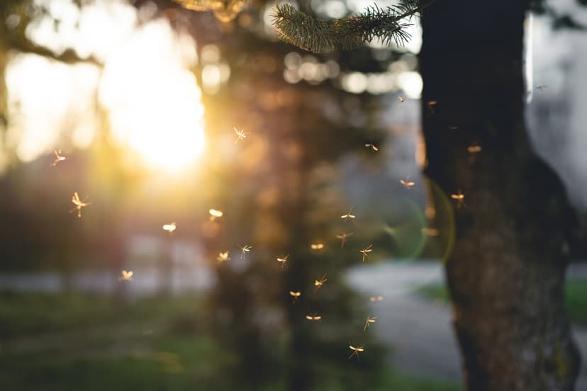 Why Do Mosquitoes Love My Yard and How Can I Stop Them?
