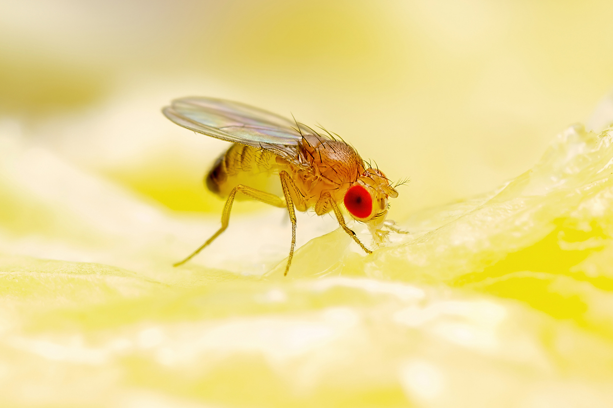 fruit_fly_hero.jpg