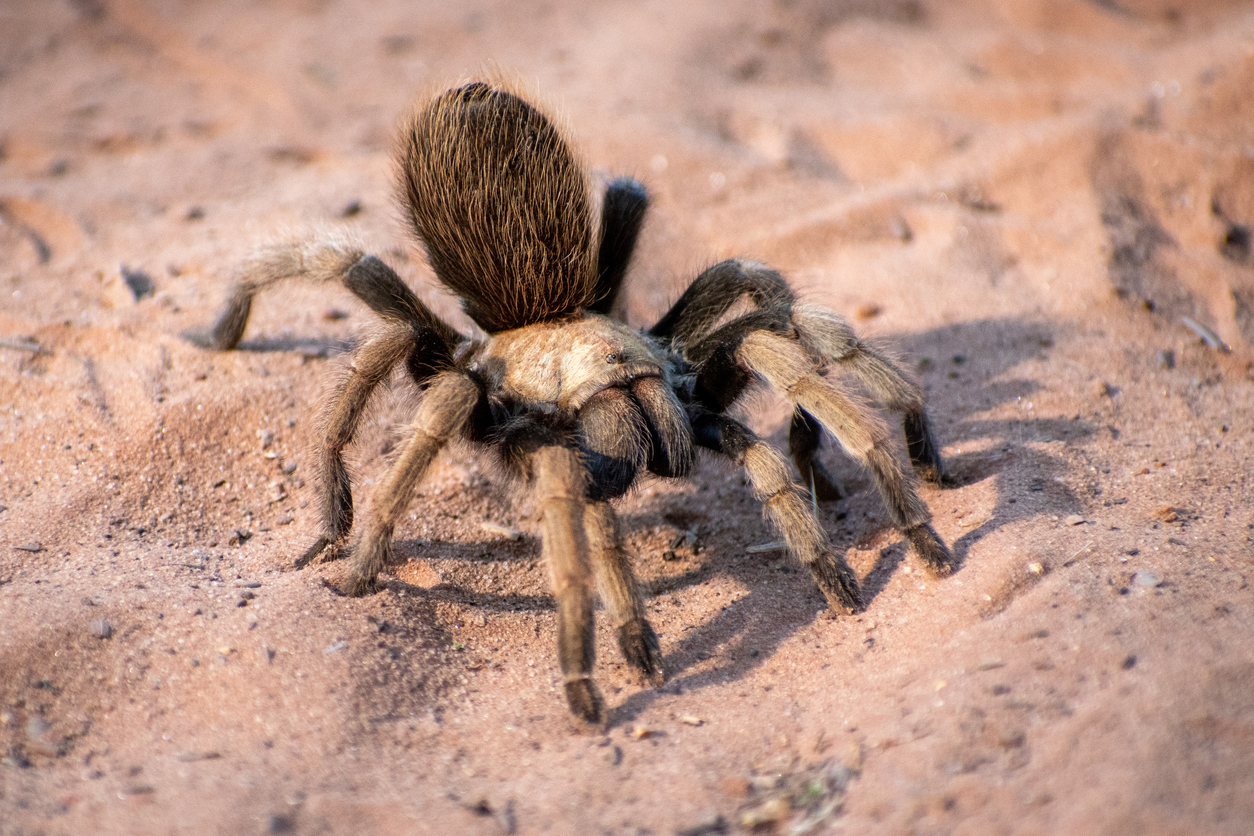 tarantula