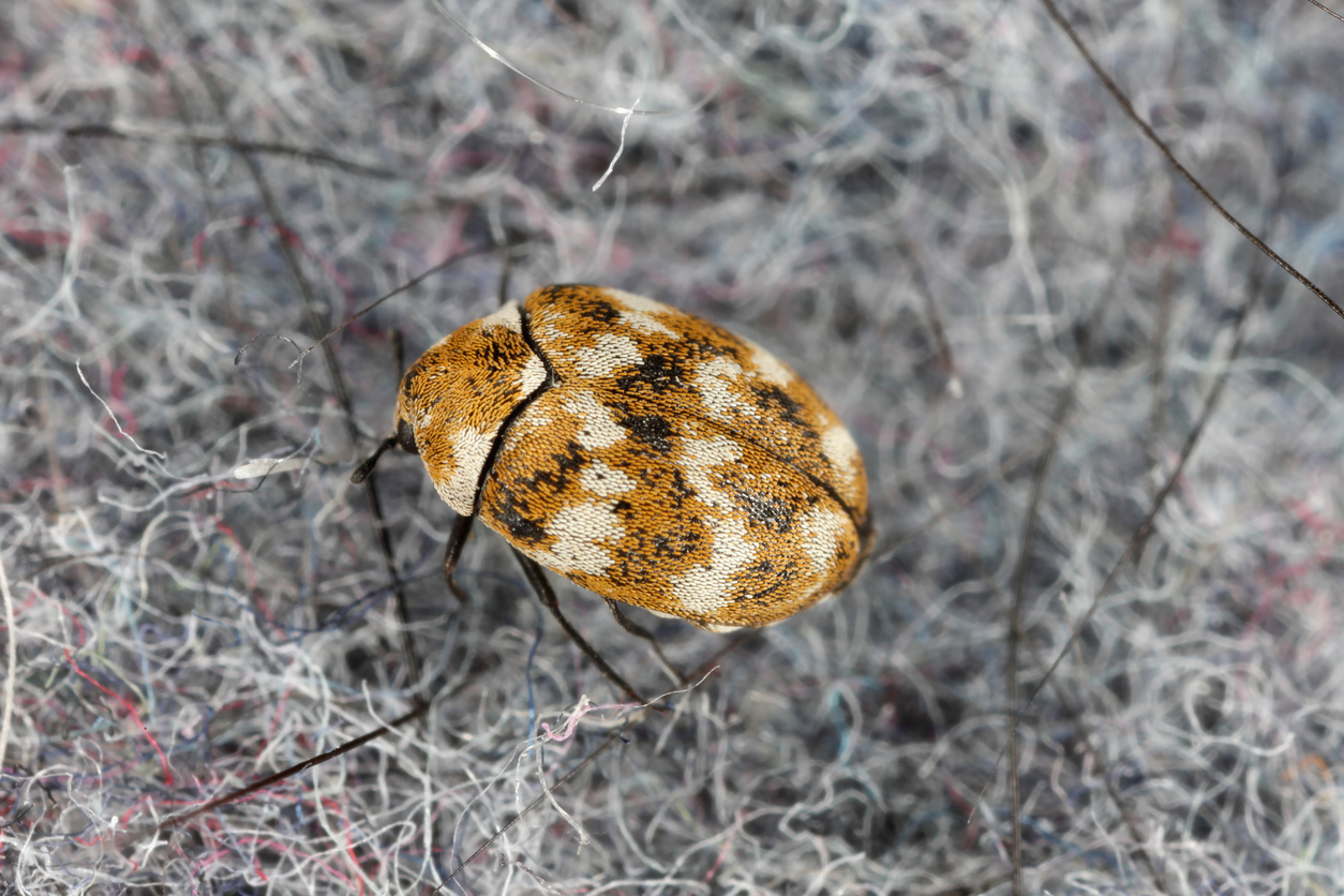 Varied Carpet Beetles