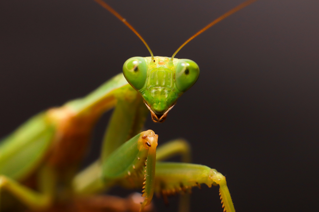 praying mantis