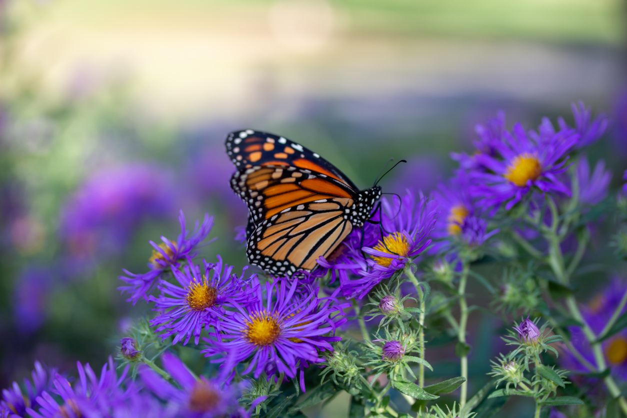 butterfly on purple flowers