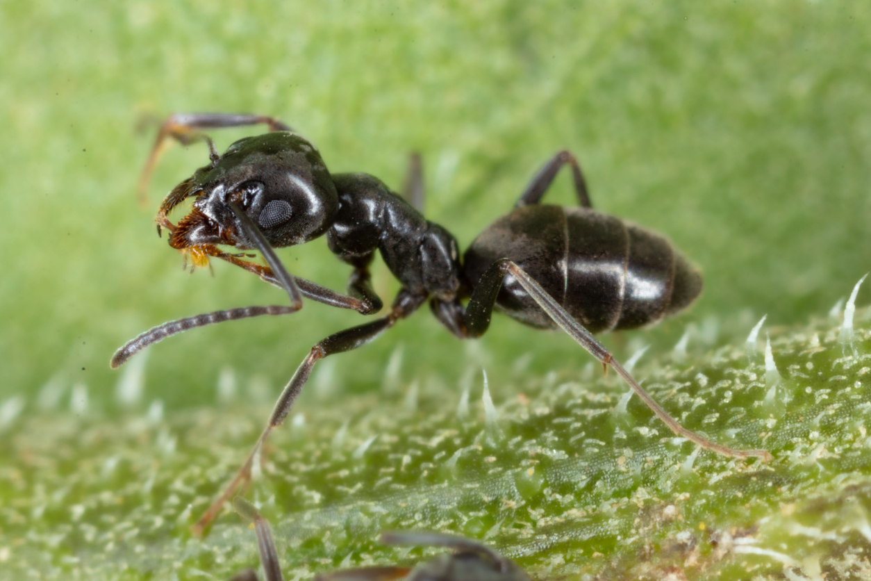 odorous house ant