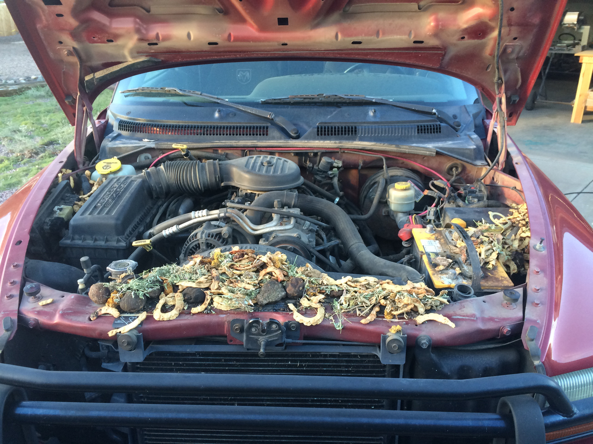 car with debris from pack rats