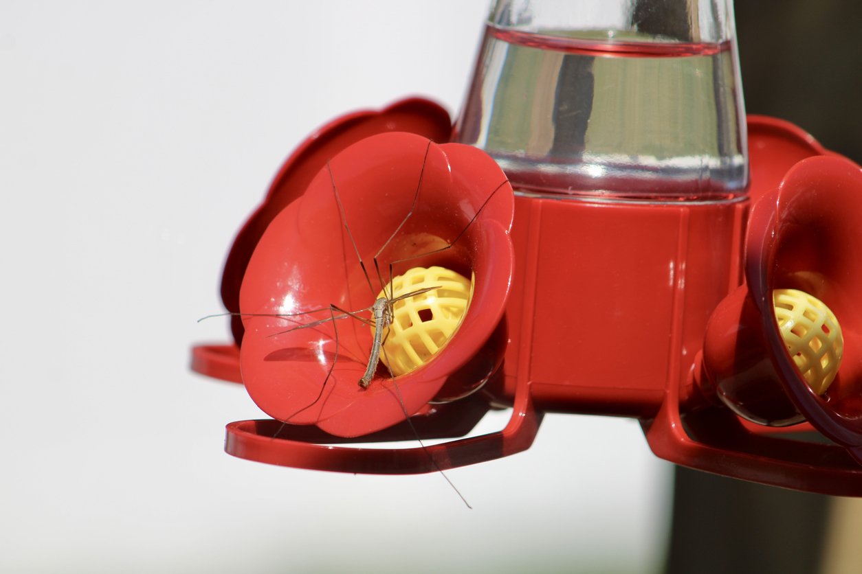 crane fly drinking from hummingbird feeder