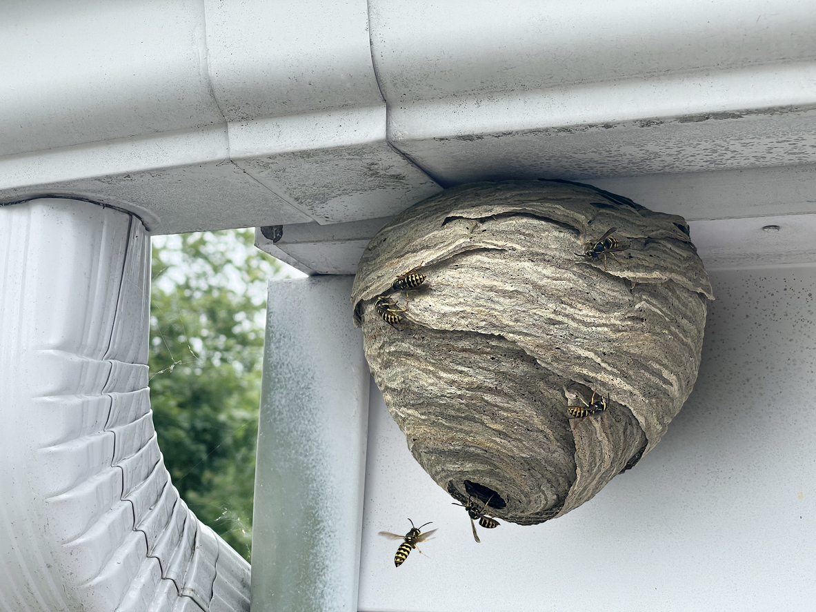 Бумажные осы гнездо на ножке под навесом
