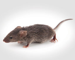 House Mouse Identification, Habits & Behavior