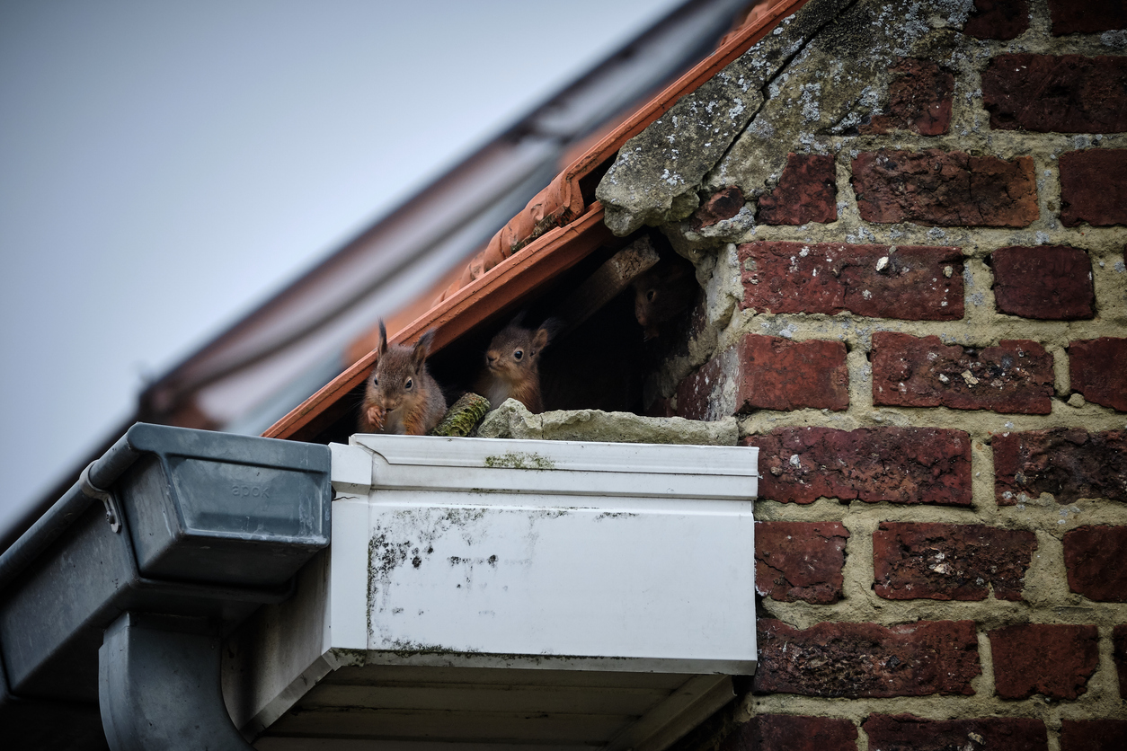 How to Keep Animals Out of Your Chimney This Winter